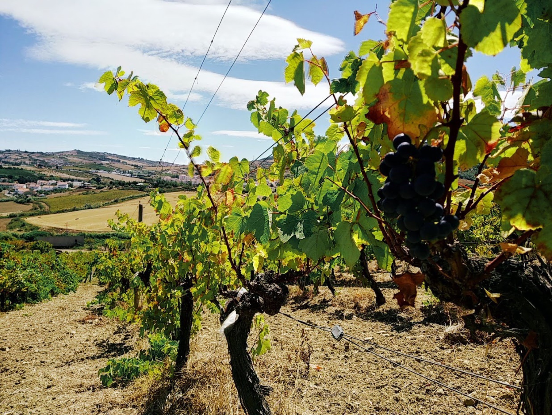 Lisbon Wine Tasting