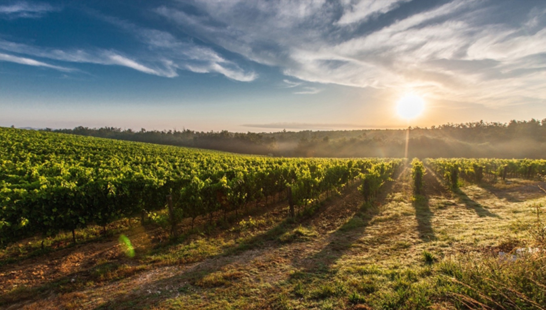 Discover Portugal Through Its Wines
